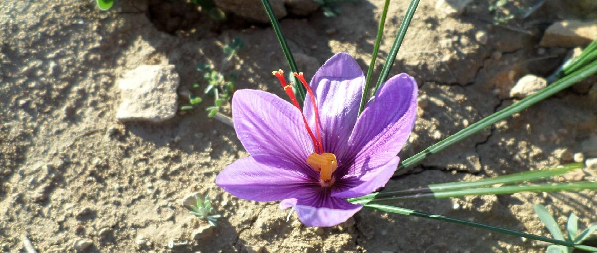 Tras una gestación corta, la flor despierta con el Sol del planeta y ofrece vivos colores.